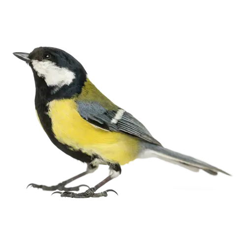 Coastal & Migratory Bird Species